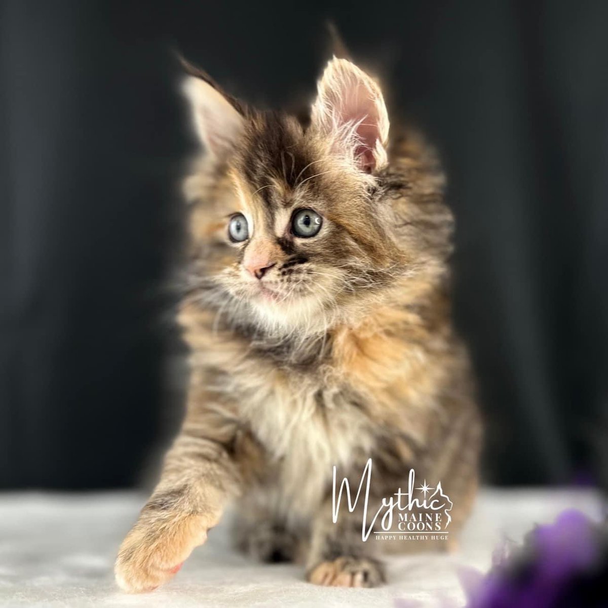 Mythic Maine Coons (@MythicMaineCoon) / Posts / X