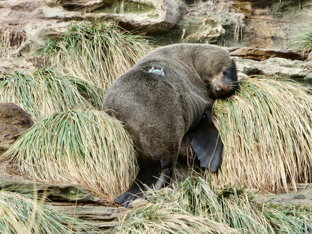 (1/2) #TeamSeal are back from 3 incredible weeks of #fieldwork on Bird Island. Braving the #Falklands winter, @JavedZRiaz & @al_baylis deployed 19 @Tags4Wildlife GPS tags on male South American fur seals! @UKBCFs @FIFCA52degrees