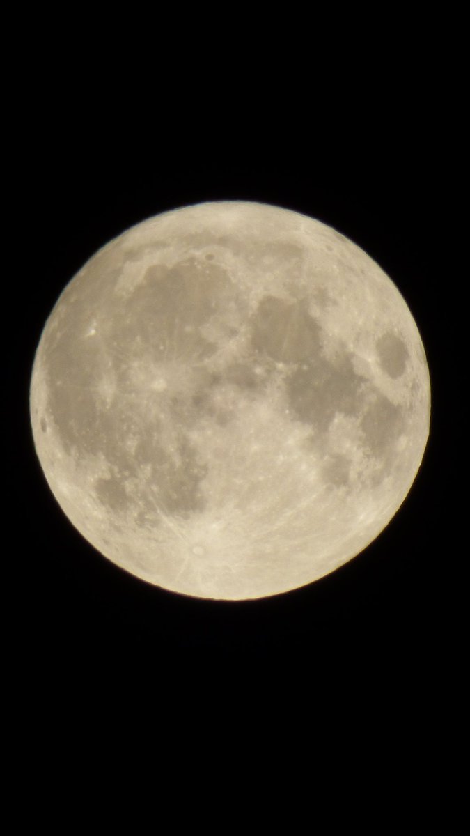 Kobe Border Terrier tweet media