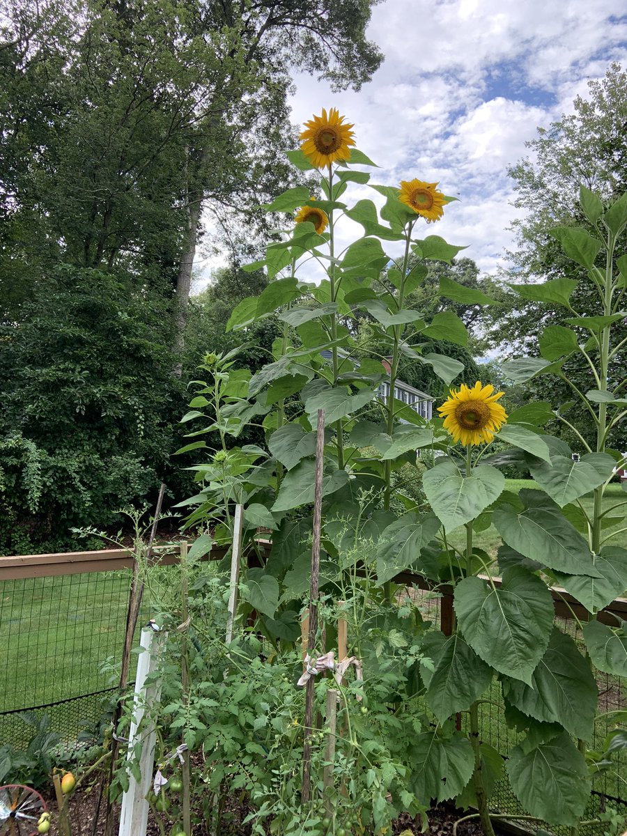 My favorite flowers bloom at my favorite time of the year. 🌻 🌻 🌻