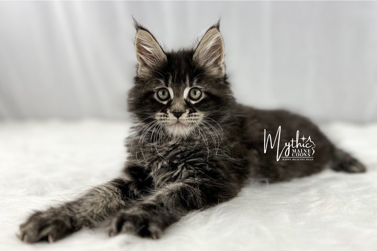 Mythic Maine Coons (@MythicMaineCoon) / Posts / X