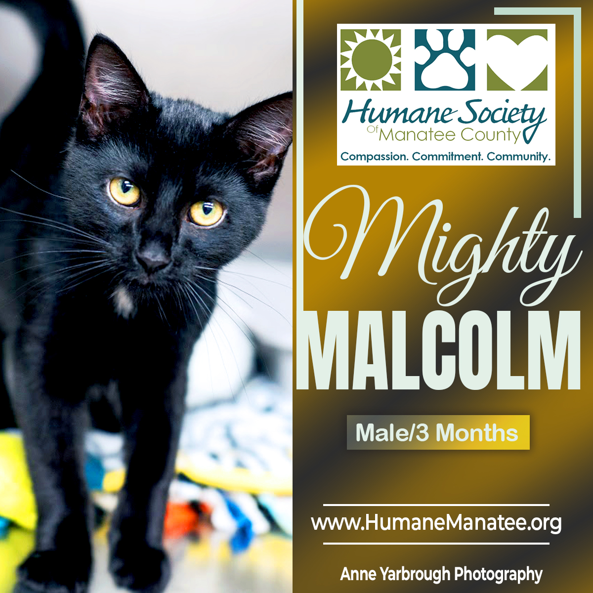 Humane Soc. Manatee tweet media