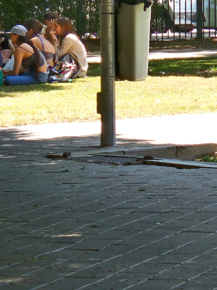 genevois26's tweet photo. @jlsanzalcalde @eveliarincon habría que tomar medidas en el parque Rectora Rosario Valpuesta. Muchos jóvenes y niños pequeños jugando diariamente con mucha presencia de RATAS y parque muy descuidado, como ejemplo, bancos, papelera sujetas con bridas... Adjunto fotos. Un saludo. https://t.co/LQOoDI1Plq