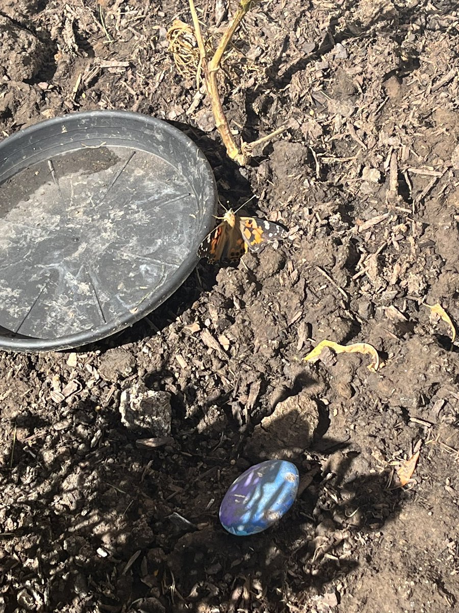 Pink ladies have emerged! Monarchs on the way! #wildcatproud <a href="/ClardyElemNKC/">Clardy Elementary</a> <a href="/AndiEatinger/">Dr. Andrea Eatinger</a> <a href="/ElizGThompson/">Elizabeth Thompson</a>