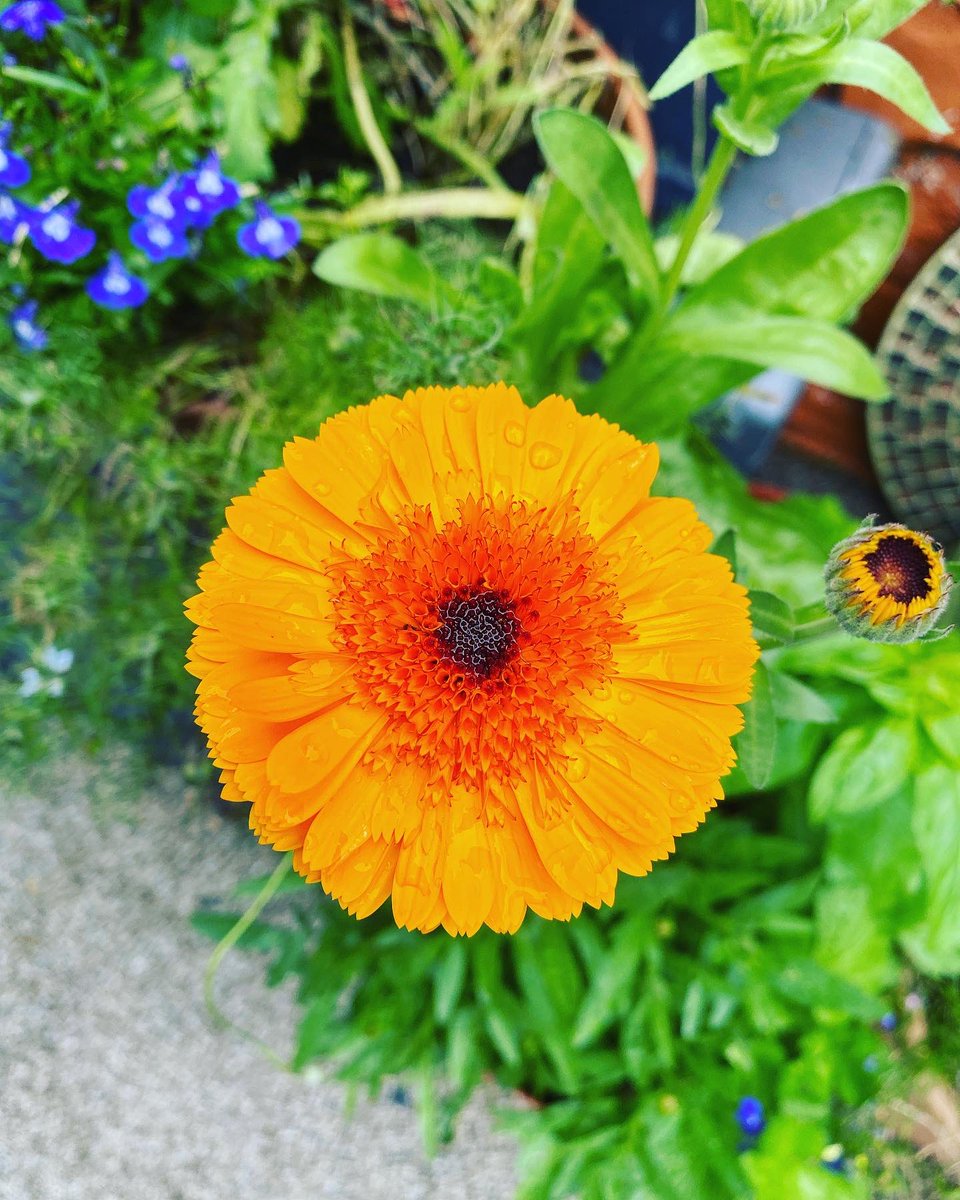 It’s the end of August and the sunflower are out still lots of things happening #garden #sunflowers🌻 #gardenblog #gardening #GardenersWorld #GardeningX #gardens #gardeninghour