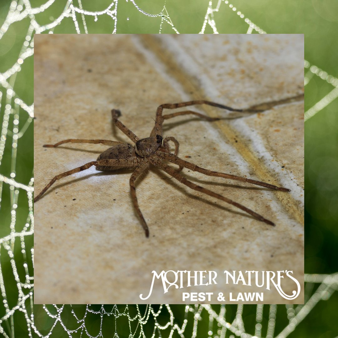 MotherPestOK's tweet image. Did you know there are more than 40,000 species of spiders? 🆘 If you&apos;re dealing with spiders in your home, reach out to us at (405) 278-8100 or (918) 362-2000 for your free quote today!

#Spiders #OkcPestControl #TulsaPests #MotherNaturesPestAndLawn