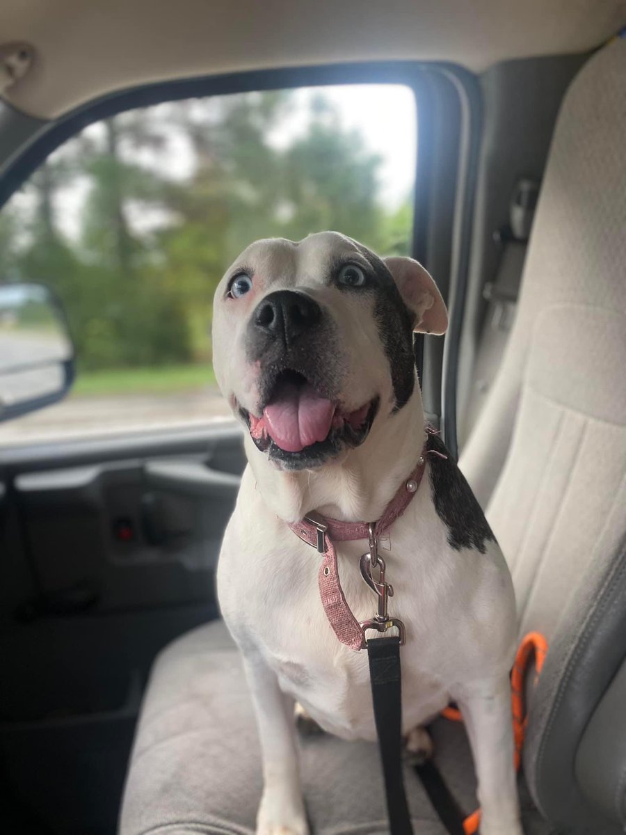 Beyond Fences tweet media