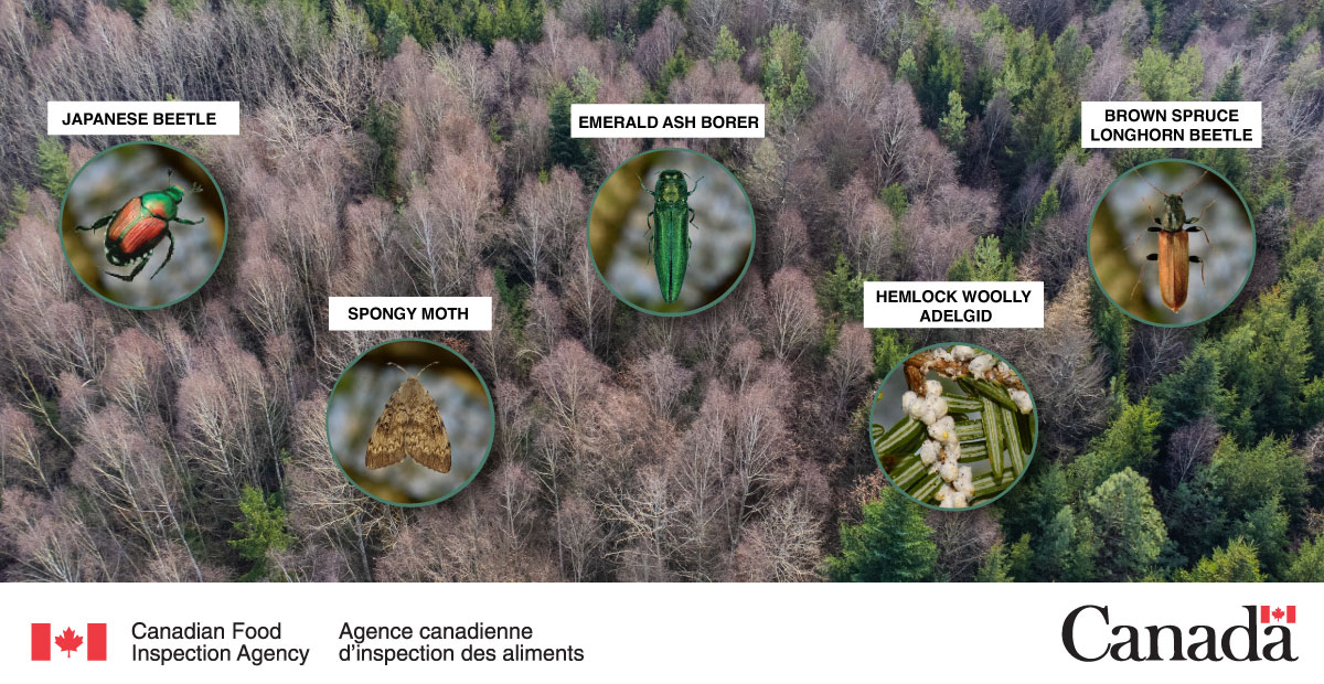 InspectionCan's tweet image. #PlantHealth impacts humans, animals, the environment, but also our economy. Invasive pests pose a significant threat to Canada's agricultural and natural areas.

Learn how to spot and report them!
bit.ly/3UdicXi

#TreeCheckMonth #ReportInvasives