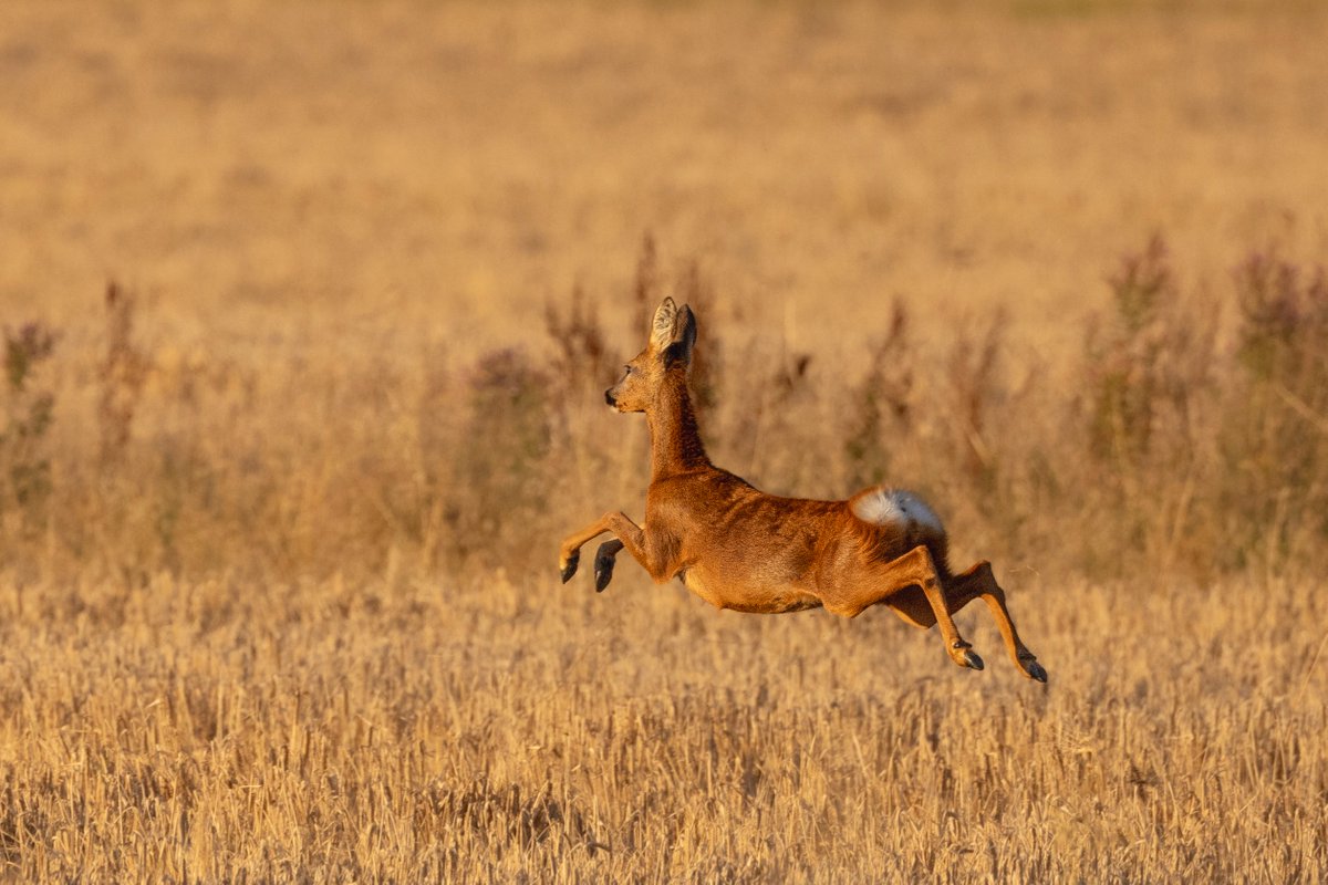 Is it too early to be thinking about Christmas? This roe deer seems to be in training #notareindeer This stunning photo was taken in North Lincolnshire by Nathan Martin (nathdoesnature) on Instagram and is our August #photoofthemonth! 📸