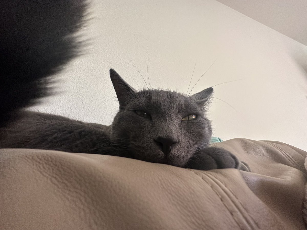 Rossislefteyeld's tweet photo. I love my cat and nothing will ever be better than him like I literally cannot explain how much this boy means to me he is the love of my life and I will never get over how excited I am to see him and excited he is to see me every-time I come home https://t.co/wco91ZaupE