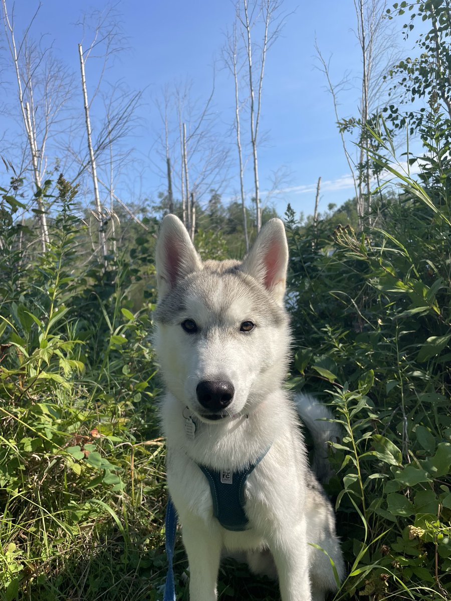 doris_audet's tweet photo. @servicerotties Apollo here. Taking a quick break from exploring to say ‘Hiiiiiiiii!’ 🐾 https://t.co/B0PtTeWmyP
