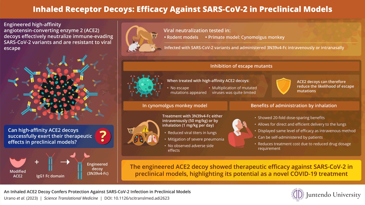 Researchers from #JuntendoUniversity successfully confirmed the #therapeutic efficacy of modified angiotensin-converting enzyme 2 #ACE2 receptor decoys against #SARSCoV2 in #preclinical #primate models
Read more: ow.ly/xjYx50PGjES
#COVID19 #SpikeProtein #OmicronVariants