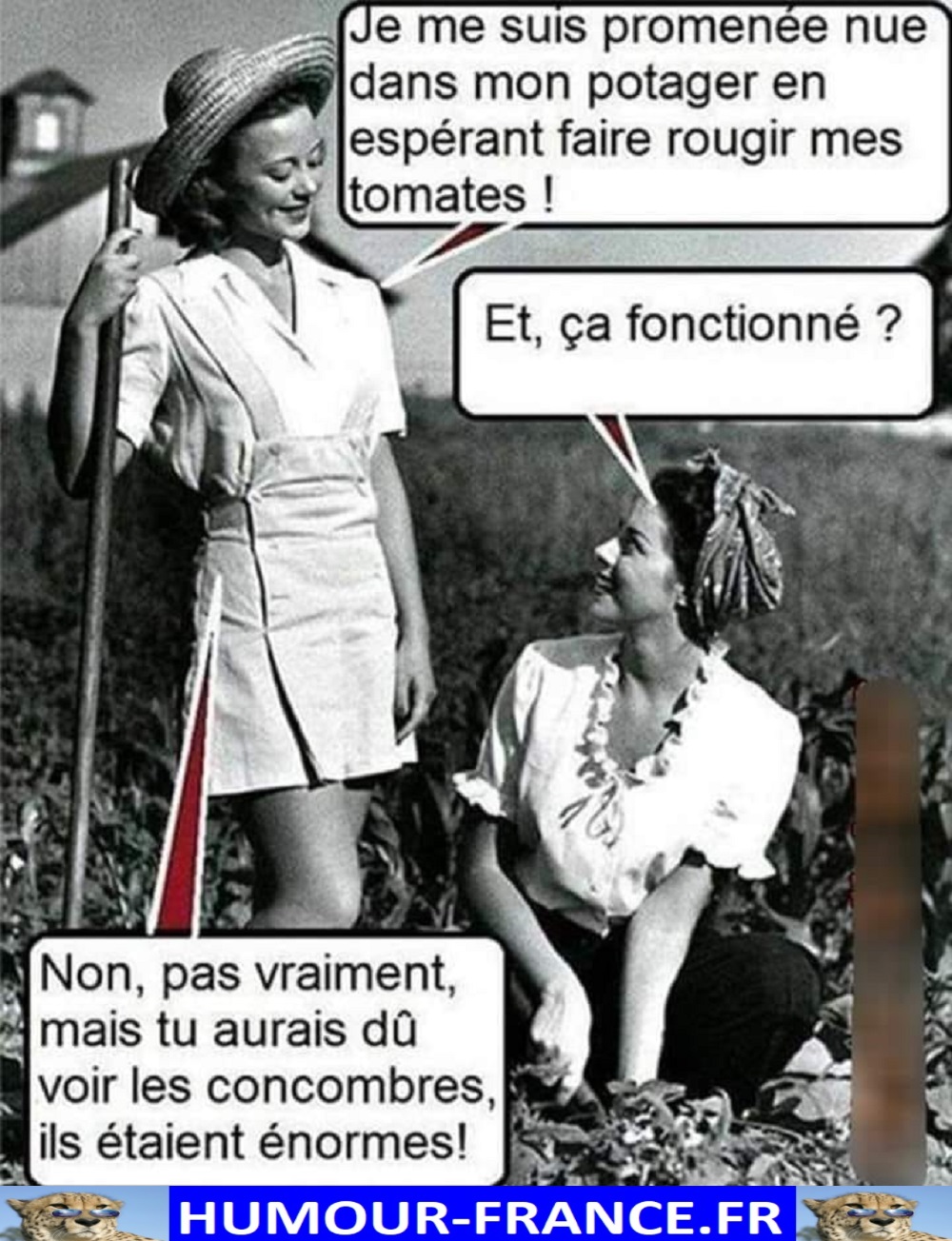 text alternatif