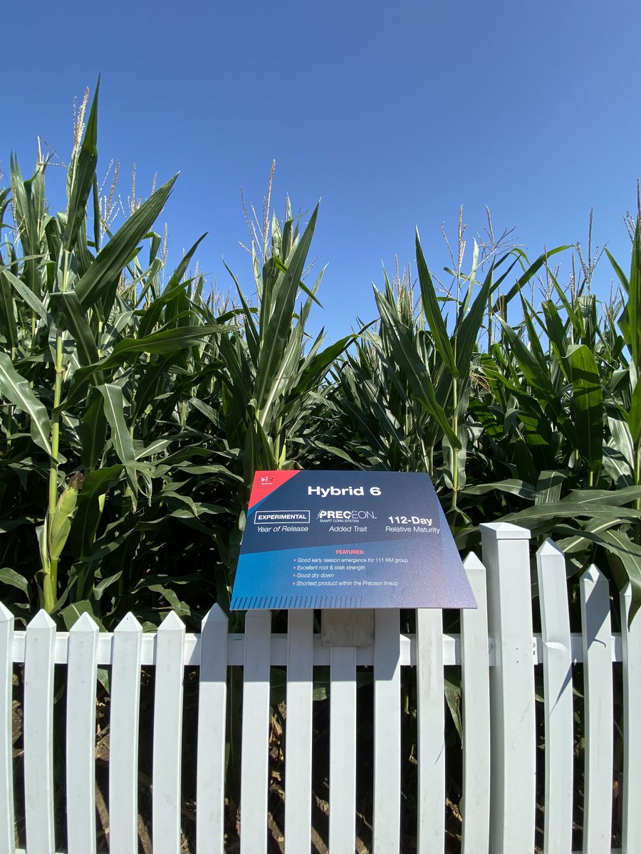 BayerTraits's tweet image. Today is the last day to see the #Preceon Smart Corn display &amp;amp; corn plots for yourself! Join us inside the @Bayer4CropsUS tent or out in the Bayer plot at #FPS23. You'll see why bigger isn't always better. #ShortCorn