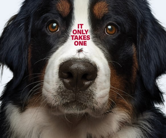 LVH is now offering ProHeart 12! The active ingredient in the ProHeart 12 injection (moxidectin) is the most effective heartworm prevention available against resistant heartworms spreading through the U.S. It only takes one dose for one year of protection.