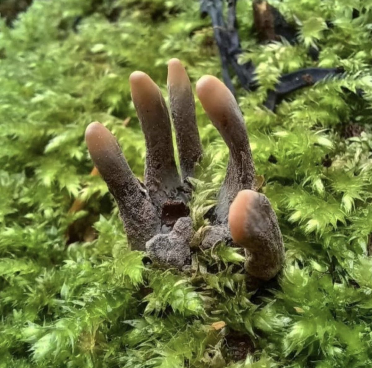 Doğada karşılaşırsanız ceset buldum sanıp korkmayın.. Bu Şeytanın Parmakları mantarı (Clathrus archeri) imiş..