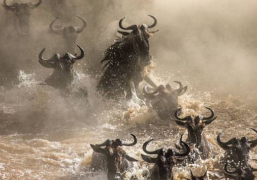 SafariDeal's tweet photo. Check out this great deal from Kilimanjaro Classic Safaris - https://t.co/FaOD4kwUtR

This five day group camping safari takes you on the search for the great annual wildebeest migration in Tanzania’s remarkable Serengeti National Park.

USD200 per day https://t.co/YPL1geYpuw