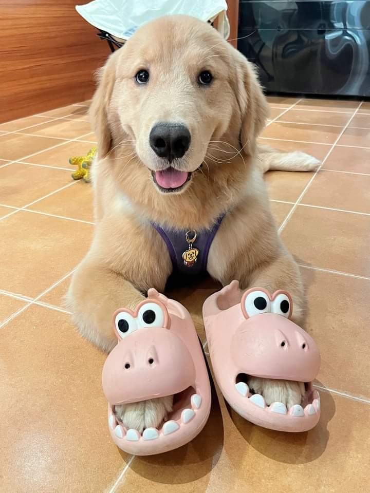 Gold_enRetriver's tweet photo. I'm handsome 😍
#dogs https://t.co/MSCEcc1fet