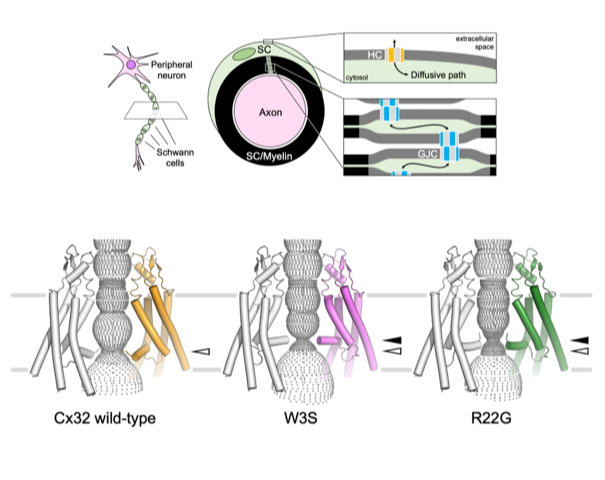 D-BIOL @ ETH Zurich (@eth_dbiol) on Twitter photo The paper by <a href="/KorkhovLab/">Korkhov Lab</a>, joint with <a href="/Picotti_Lab/">Picotti Lab</a> and Mario Bortolozzi group (<a href="/UniPadova/">Università di Padova</a>), out in <a href="/ScienceAdvances/">Science Advances</a>, describes the cryo-EM structures of Cx32 channels and reveals a molecular defect in hemichannels of CMT1X-associated Cx32 mutants. More: biol.ethz.ch/en/news-and-ev… The paper by <a href="/KorkhovLab/">Korkhov Lab</a>, joint with <a href="/Picotti_Lab/">Picotti Lab</a> and Mario Bortolozzi group (<a href="/UniPadova/">Università di Padova</a>), out in <a href="/ScienceAdvances/">Science Advances</a>, describes the cryo-EM structures of Cx32 channels and reveals a molecular defect in hemichannels of CMT1X-associated Cx32 mutants. More: biol.ethz.ch/en/news-and-ev…