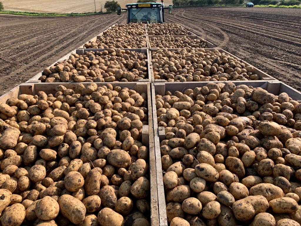 BennettPotatoes's tweet image. Maincrop harvest is in full swing. Here we have another full trailer leaving the field.🥔🚜 

These beauties will be transported from our growing site in Yorkshire to our cold stores in Lincolnshire, where they will be cured and stored at 2-3 degrees until ready for use.👍🏻