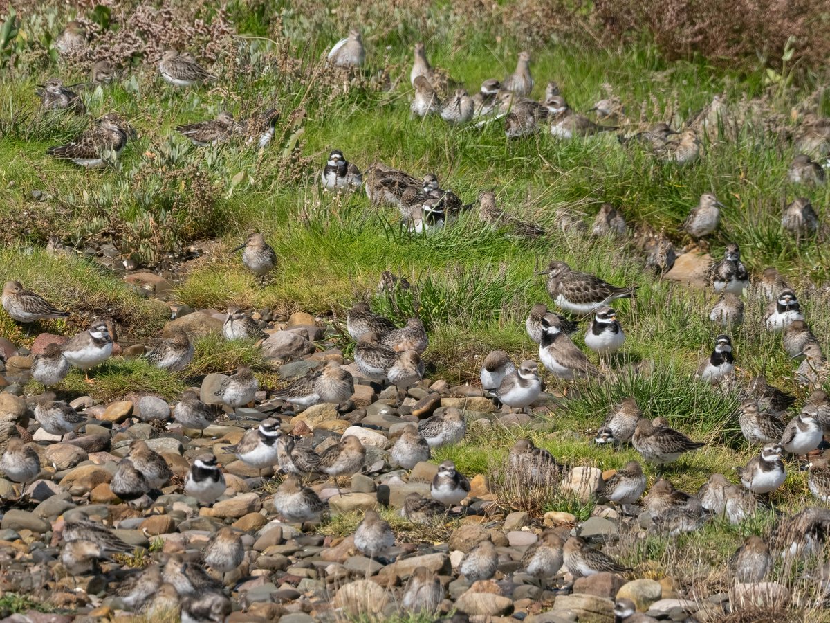 murphy_about's tweet photo. Spot the Curlew Sandpipers. Adult in moult in the first and juvenile in the second shot. Today at the high tide roost Lune estuary. https://t.co/C8Sd5roQVt