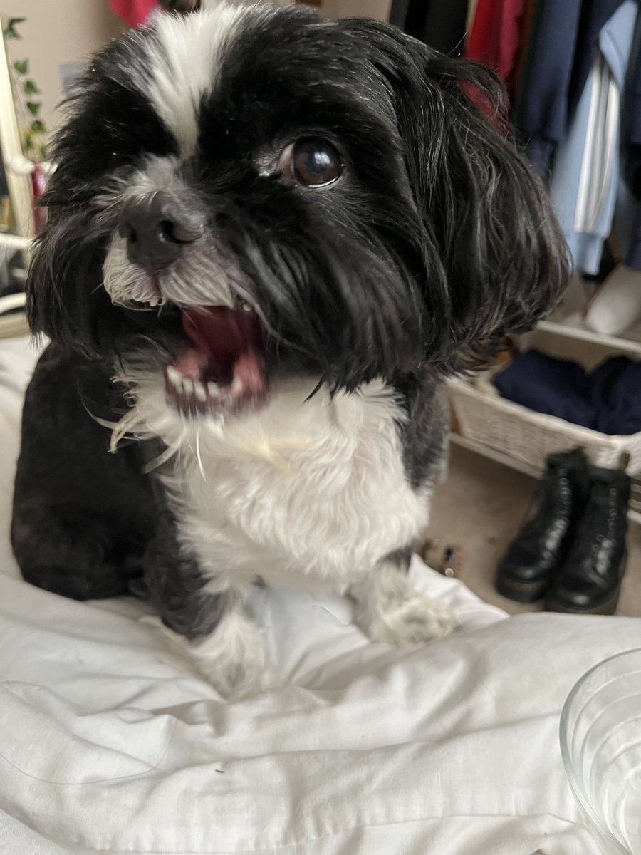 ho_neypie's tweet photo. i took pics of wal before i gave him ice cream and after i gave him ice cream https://t.co/EFxPVjTHlk
