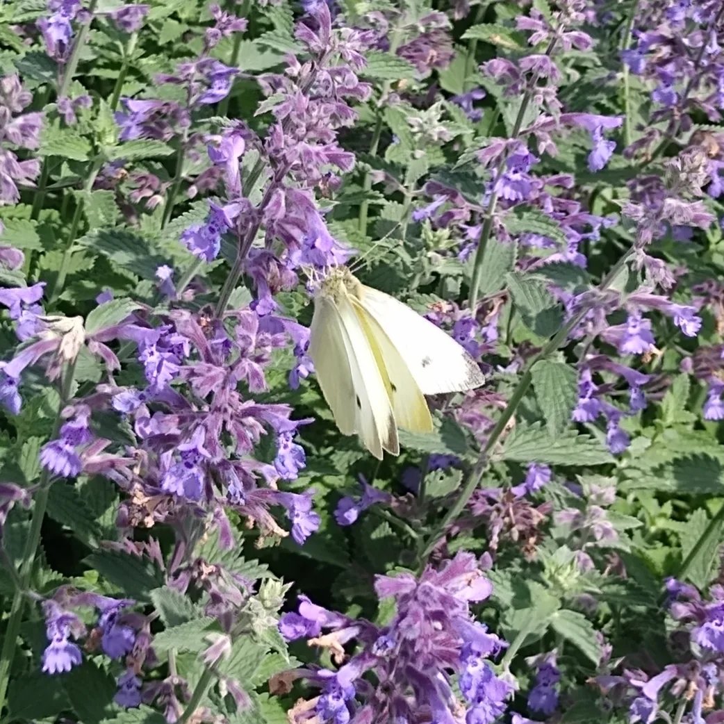 MartineM1972's tweet photo. Afgelopen maandagmiddag in de aanplant bij het station te Voorschoten. 

#Witjes
#koolwitjes
#vlinderspam
#Butterflies 

28-08-23 https://t.co/bqp2xofDGJ