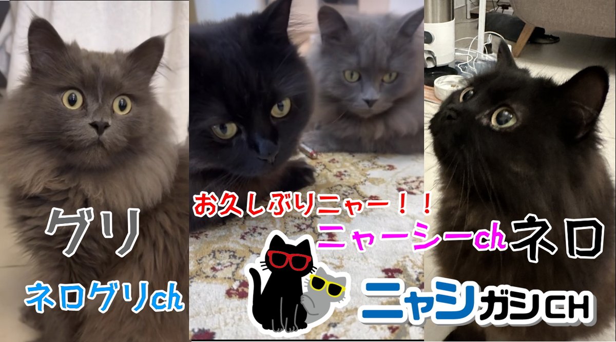 zawagasy's tweet photo. ネログリ動画久しぶりです~もうネログリ二人ともライオンみたいになってますね~
【動画】📷登録お願いニャー📷
https://t.co/Pqx601tAIg
#ガーシー
#ガシル
#GASYLE
#GAREW
#東谷義和
#東谷ガーシー
#ニャーシー
#ネログリ https://t.co/BEdnw2t8az