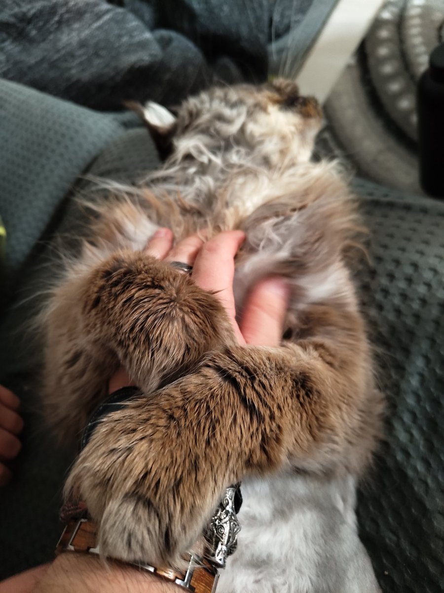 HiImBerryBuh's tweet photo. Sobald er mich wieder loslässt, geht's in den Stream 🤣
https://t.co/snXkiWGlfu
#RandomCatContent https://t.co/rVaI7xNFIU