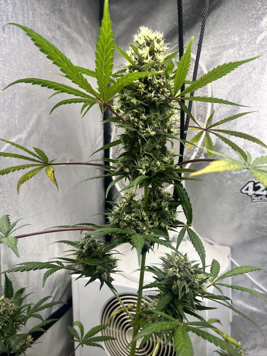 Mimosa has moved central and hopefully be done soon. 🌱 🔥 @Fast_Buds 🔥 🌱 🌱 @Living_Soils 🌱 💡 @spiderfarmerled 💡 #Mmemberville #CannabisCommunity #CannaLand #cannabisculture #420community #growyourown #cannabisgrower