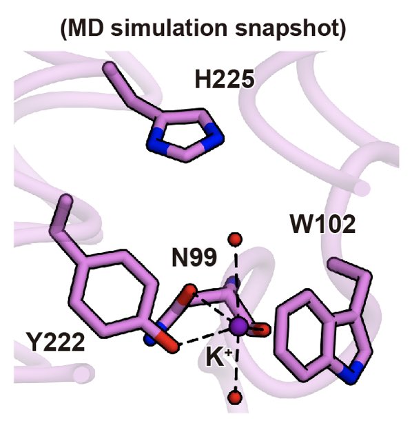 Johannes Vierock (@joh_vier) on Twitter photo New insights into the unique mechanism of potassium selectivity that evolved in microbial rhodopsins! Great structures, this very cool picture of a transiently captured K+ ion and much more. Congratulations <a href="/emeKato/">Hideaki E. Kato</a>,<a href="/LabInoue/">INOUE lab. (ISSP, Univ. Tokyo)</a> and <a href="/KarlDeisseroth/">Karl Deisseroth</a> and #team! New insights into the unique mechanism of potassium selectivity that evolved in microbial rhodopsins! Great structures, this very cool picture of a transiently captured K+ ion and much more. Congratulations <a href="/emeKato/">Hideaki E. Kato</a>,<a href="/LabInoue/">INOUE lab. (ISSP, Univ. Tokyo)</a> and <a href="/KarlDeisseroth/">Karl Deisseroth</a> and #team!