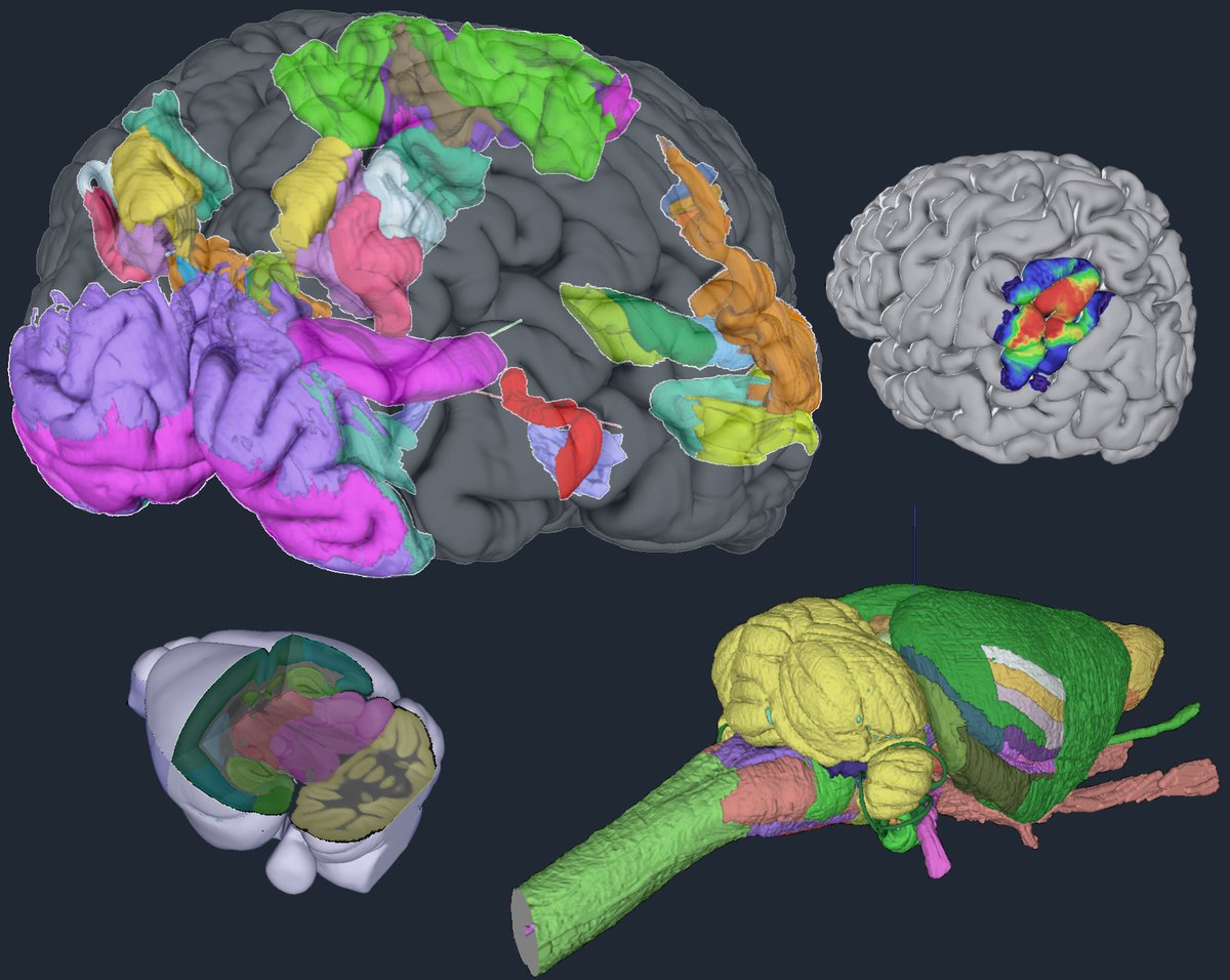 Human Brain Project (@humanbrainproj) on Twitter photo Would you like to learn how to use the digital #brain atlases developed in the HBP?
Make sure to sign up for the 'Neuroscience data integration through use of digital brain atlases' course from 21-22 September at <a href="/INCForg/">INCF</a> Assembly 2023!
Find out more ➡️ neuroinformatics.incf.org/2023/sessions Would you like to learn how to use the digital #brain atlases developed in the HBP?
Make sure to sign up for the 'Neuroscience data integration through use of digital brain atlases' course from 21-22 September at <a href="/INCForg/">INCF</a> Assembly 2023!
Find out more ➡️ neuroinformatics.incf.org/2023/sessions