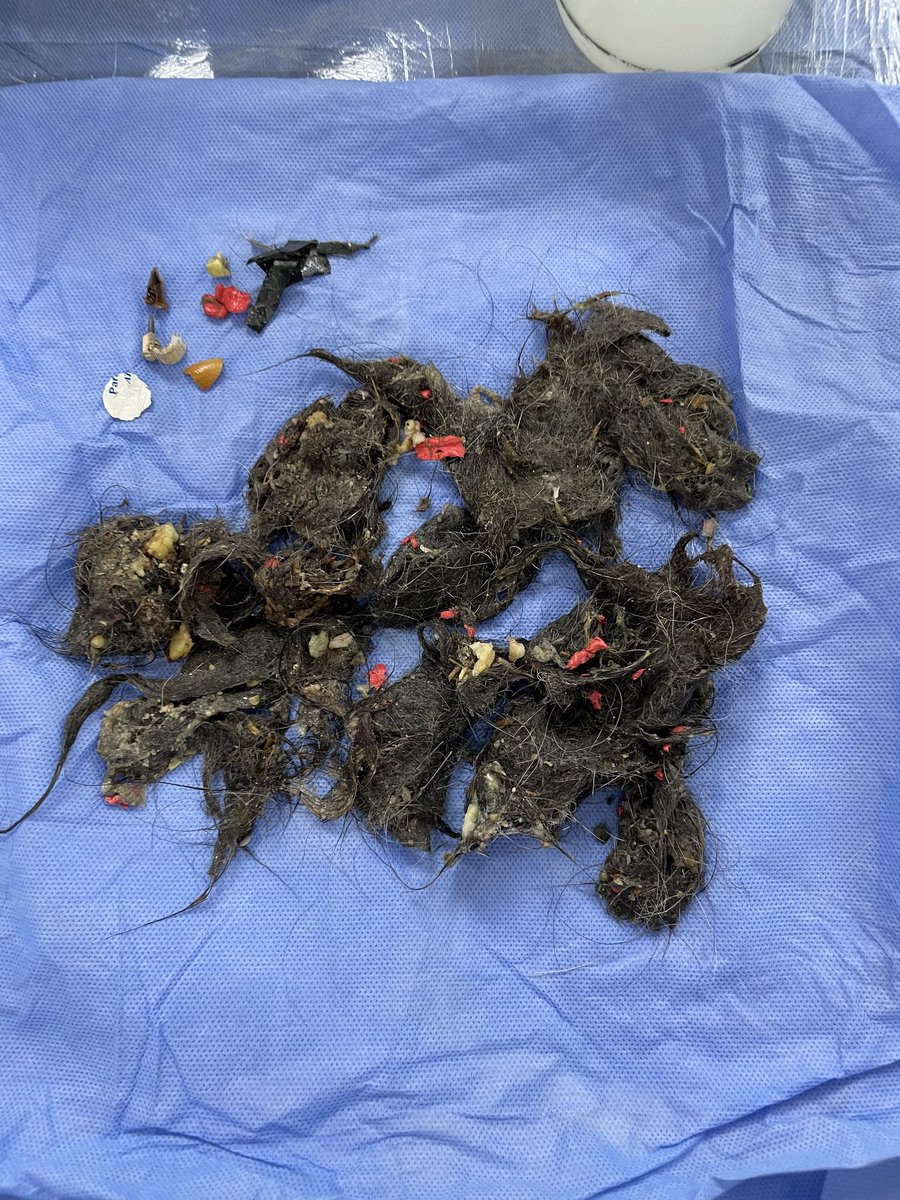 vetartveteriner's tweet photo. Kusma şikayetiyle kliniğimize gelen köpek hastamıza çekilen röntgen sonucunda yabancı cisim tespit edildi. Sözkonusu cisimler henüz midede olduğu için çıkarılmak üzere endoskopiye alındı ama görünen yuttuklarının sadece bir kısmıydı! https://t.co/1EG78hqATT