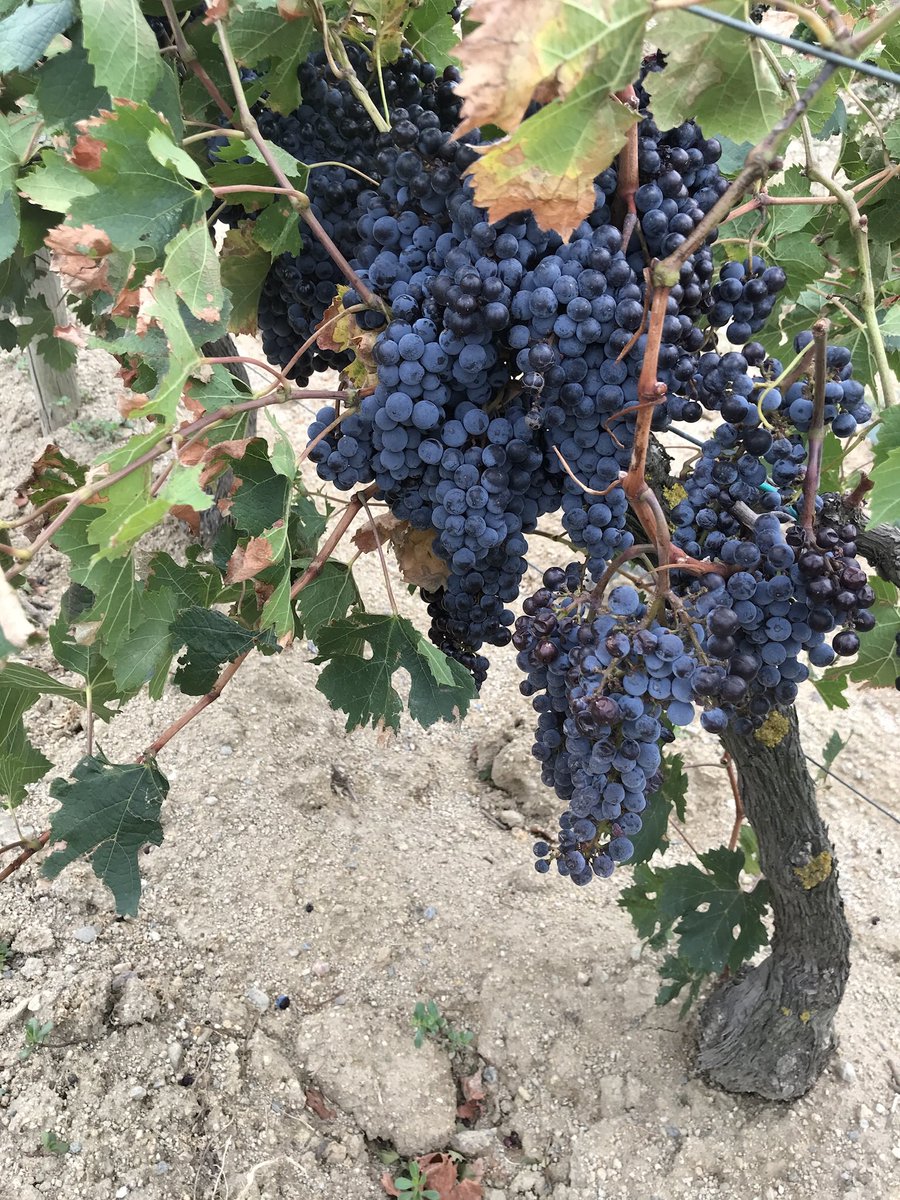 TeiaG2012's tweet photo. I després, canvi de terç al negre: #Merlots! Per començar a veure com anem en el procés de maduració… i encara hauran d’esperar uns dies. #SantClimentSescebes #vinya #verema2023 https://t.co/PbETiF7r1O