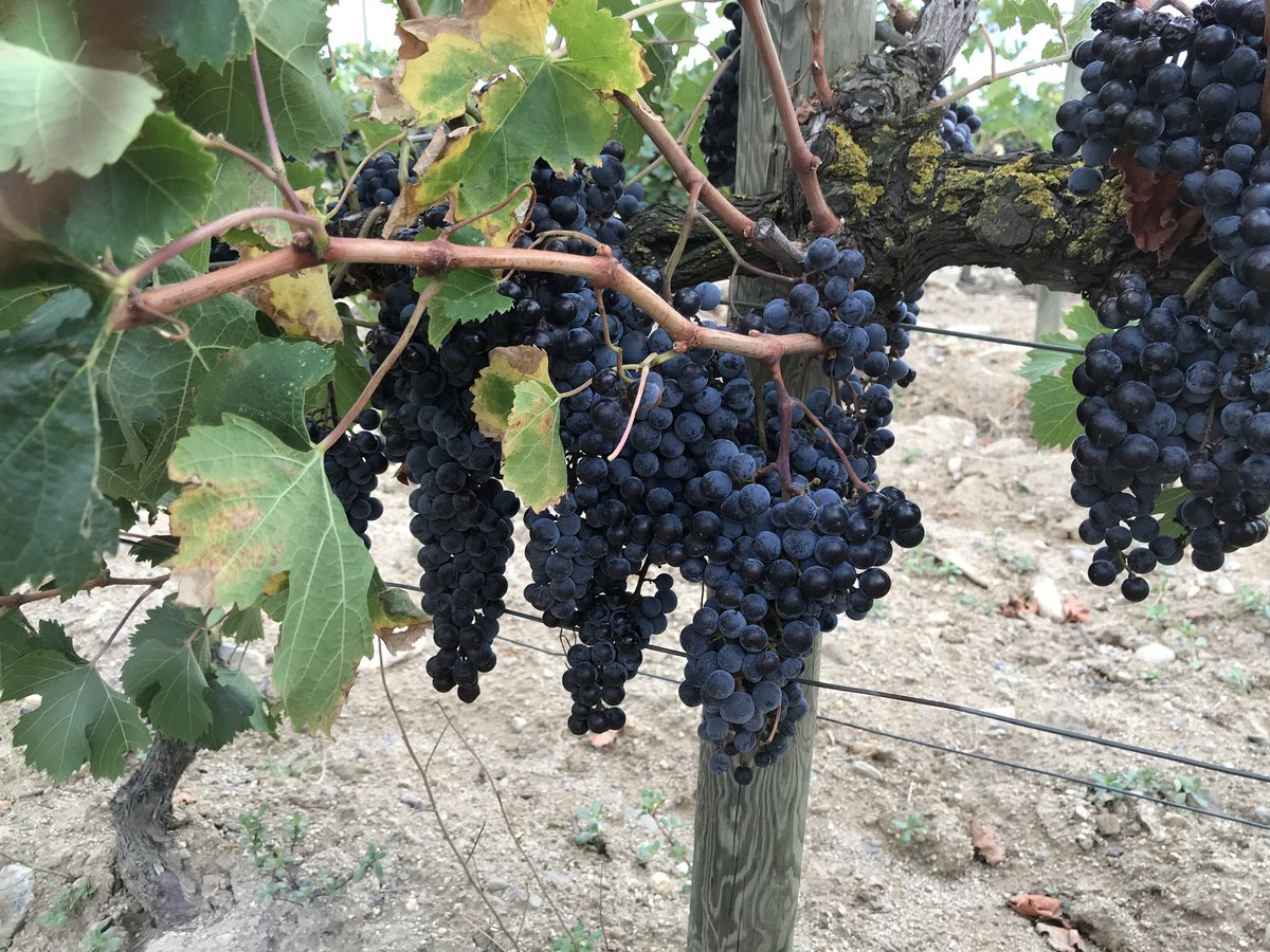 TeiaG2012's tweet photo. I després, canvi de terç al negre: #Merlots! Per començar a veure com anem en el procés de maduració… i encara hauran d’esperar uns dies. #SantClimentSescebes #vinya #verema2023 https://t.co/PbETiF7r1O