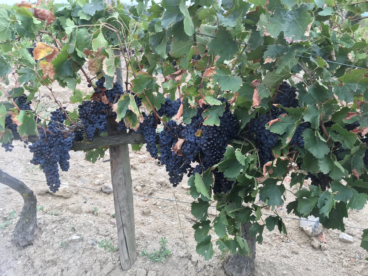 TeiaG2012's tweet photo. I després, canvi de terç al negre: #Merlots! Per començar a veure com anem en el procés de maduració… i encara hauran d’esperar uns dies. #SantClimentSescebes #vinya #verema2023 https://t.co/PbETiF7r1O