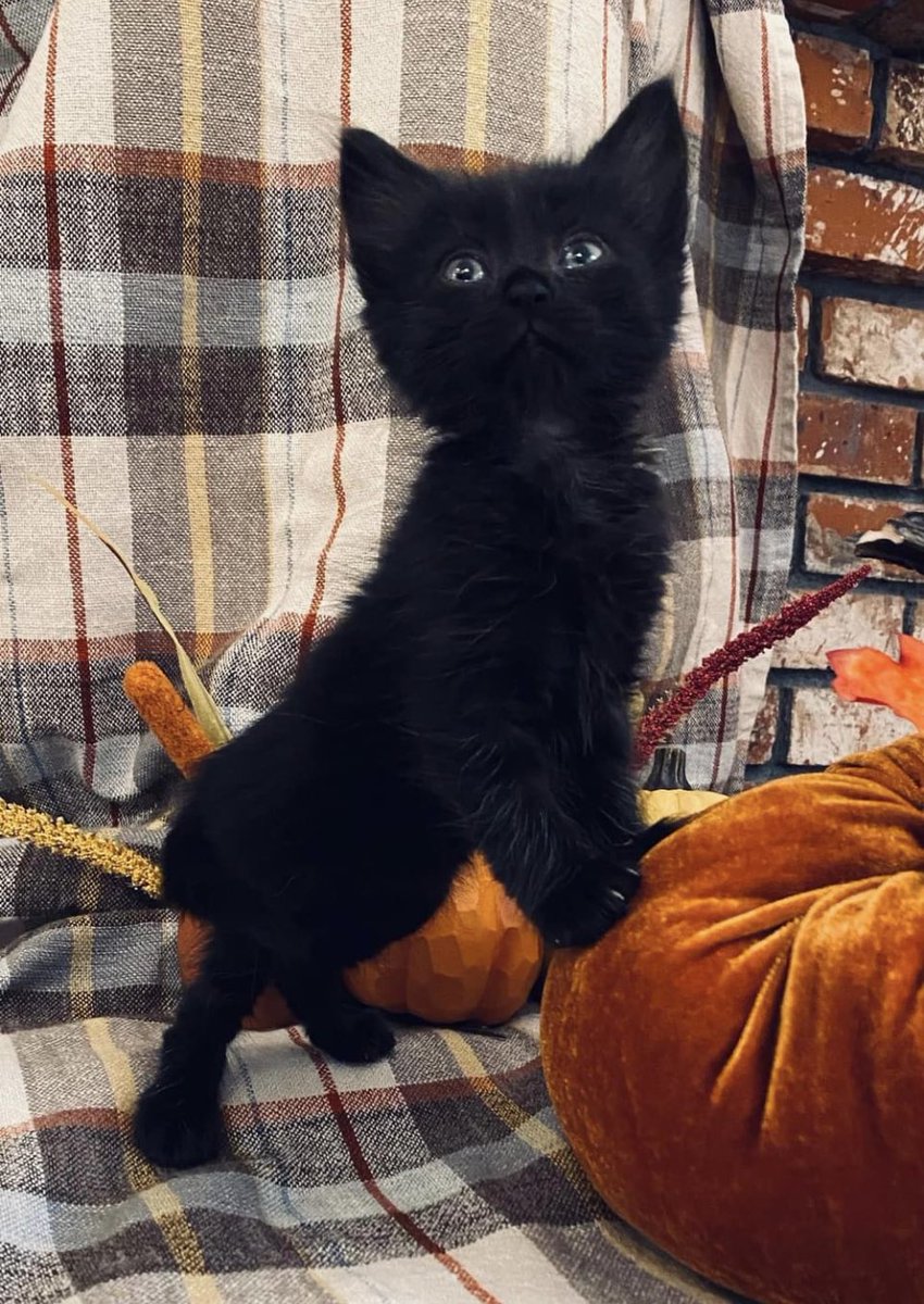 Should I adopt this very very very very lucky black cat? 🐈‍⬛ <a href="/garyvee/">Gary Vaynerchuk</a> <a href="/veefriends/">VeeFriends</a> 🎃 only if this gets 100 likes 👀