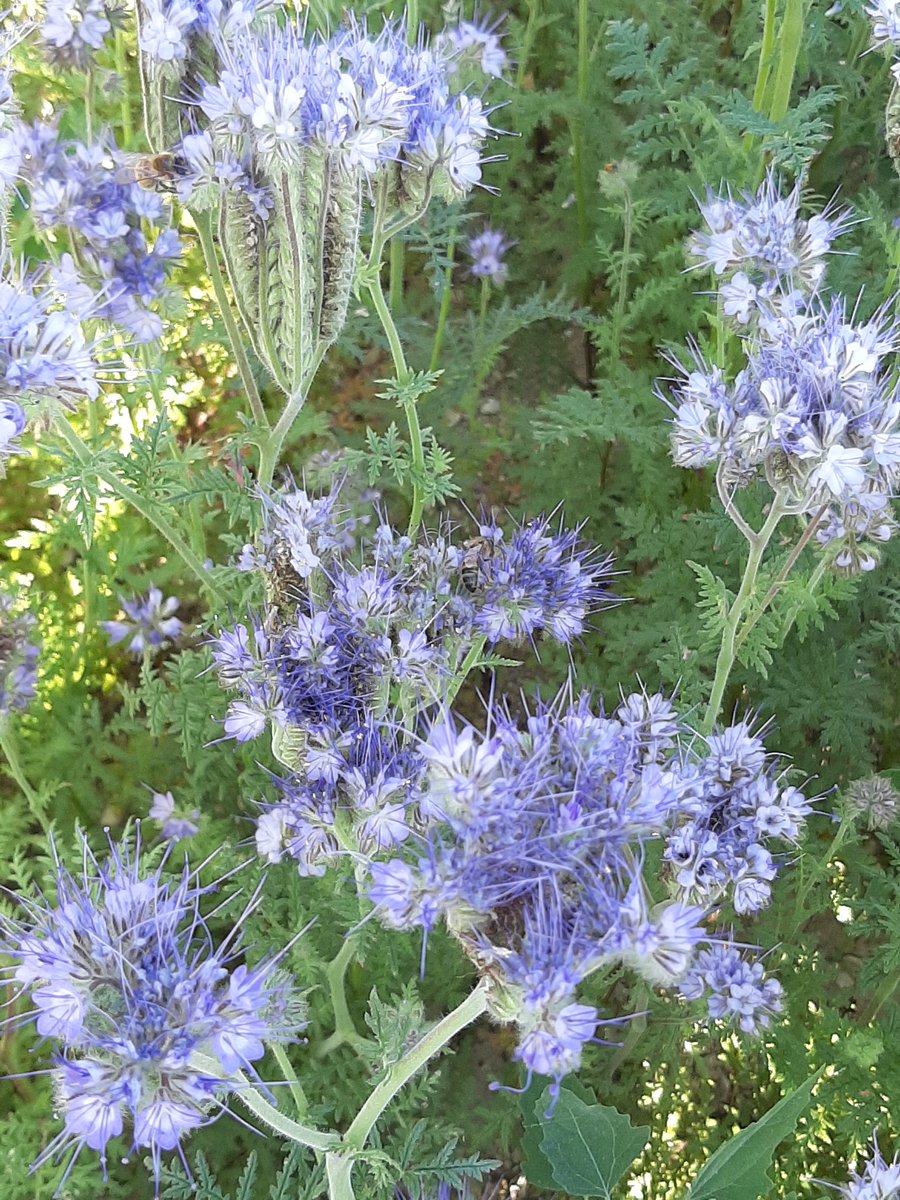 Il était une fois des #agriculteurs et des #pollinisateurs.
Ils se sont unis et ont produit beaucoup de #semences.
Mercredi 6 septembre viens découvrir une #ruche et ses #abeilles sur le stand de <a href="/semaeEst/">Semae Est</a> à la <a href="/foiredechalons/">Foire de Châlons</a>.
#ceuxquifontlessemences #biodiversite