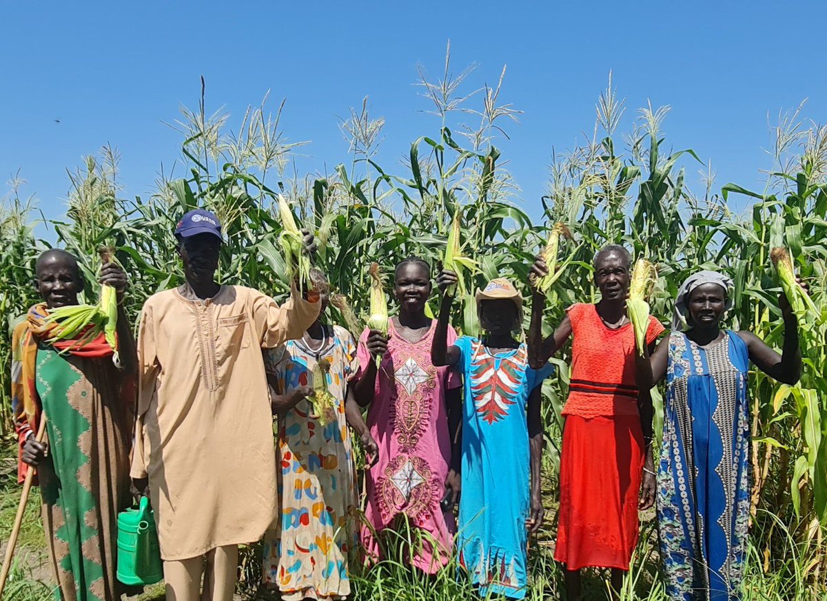ochanpalony's tweet photo. Following a highly successful planting season, the USAID (RASS) Activity program participants are eagerly getting ready for an abundant harvest of maize, sorghum, and various other vegetables and crops in Akobo, Budi, Jur River, Wau, Kapoeta North, and Duk Counties. https://t.co/ryExnvzAgJ