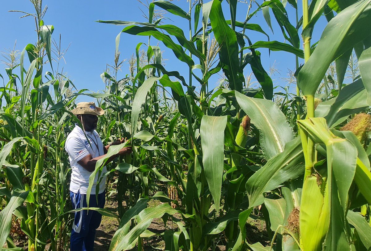 ochanpalony's tweet photo. Following a highly successful planting season, the USAID (RASS) Activity program participants are eagerly getting ready for an abundant harvest of maize, sorghum, and various other vegetables and crops in Akobo, Budi, Jur River, Wau, Kapoeta North, and Duk Counties. https://t.co/ryExnvzAgJ