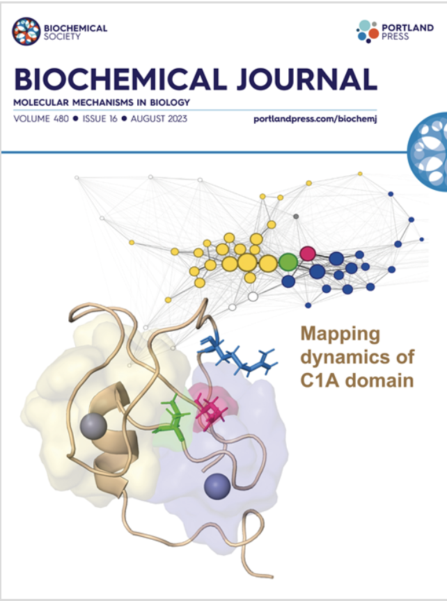 Dynamics of the C1A domain of #PKC on the cover of this week's <a href="/Biochem_Journal/">Biochemical Journal</a> - thesis work of #27 Dr. Alex Jones <a href="/xander_j17/">Alex Jones</a> from <a href="/UCSDBMS/">UCSD Biomed Sciences PhD Program</a> <a href="/UCSDPharm/">Department of Pharmacology, UCSD</a> 
Single-residue mutation in protein kinase C toggles between cancer and neurodegeneration bit.ly/3QYhvlx