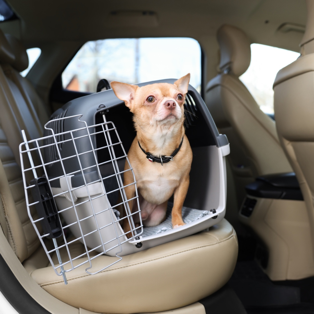Labor Day is almost here, along with the perfect opportunity to celebrate the long weekend, with your pup in tow. ⁠
⁠
Companion pet travel should be easily accessible, so at Hitch we’ve made that happen. Read more about the policy via the link in our bio.