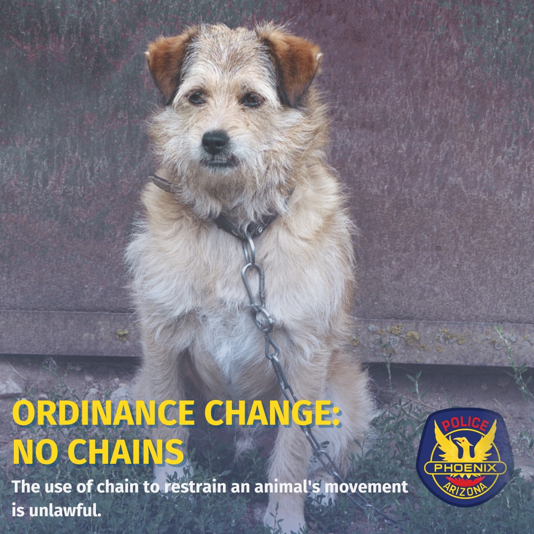 PhoenixPolice's tweet photo. It is now unlawful to use chains to tether a dog in the City of Phoenix. See the ordinance for tethering options: https://t.co/DfGXxZYbd7
Call 602-262-6151 to make a report of an animal unlawfully restrained. https://t.co/sYdSR6kXxS