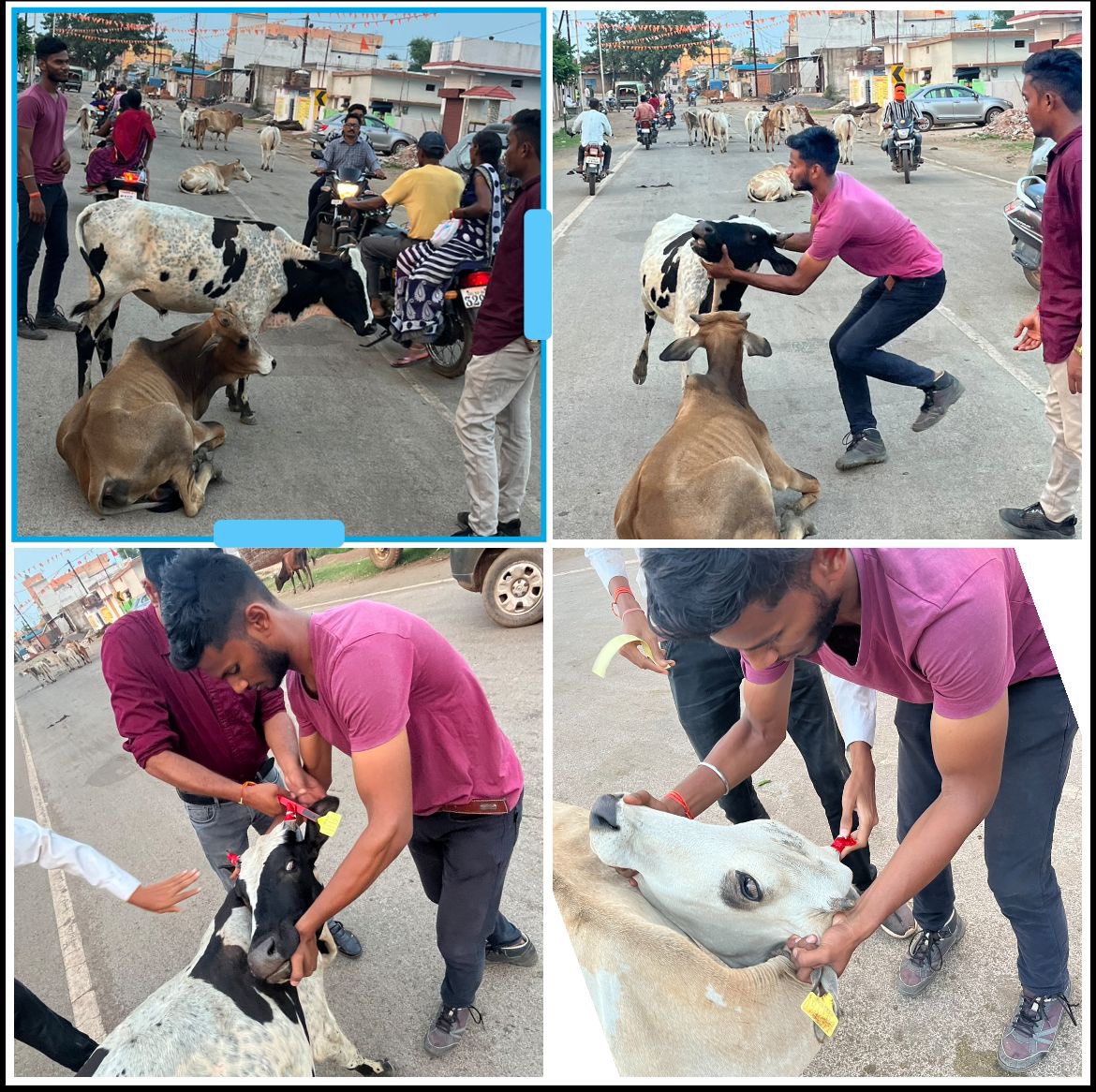 IASTripathiCG's tweet image. राजनांदगांव  शहर के व्यस्ततम  मार्ग  मे धुमंतु  पशुओ  का  टैगिंग  एवं  रेडियम टेप हार्न  टेपिंग @ChhattisgarhCMO @RChoubeyCG @VibhagCg @RajnandgaonDist #AnimalWelfare #RoadSafety #MissionMode