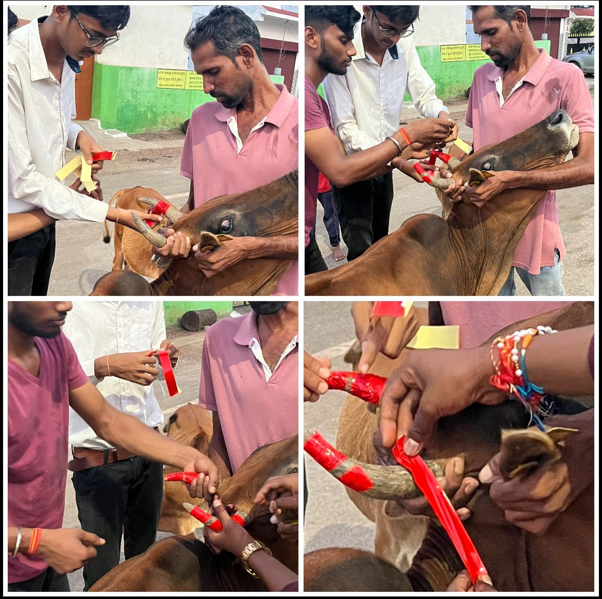 IASTripathiCG's tweet image. राजनांदगांव  शहर के व्यस्ततम  मार्ग  मे धुमंतु  पशुओ  का  टैगिंग  एवं  रेडियम टेप हार्न  टेपिंग @ChhattisgarhCMO @RChoubeyCG @VibhagCg @RajnandgaonDist #AnimalWelfare #RoadSafety #MissionMode