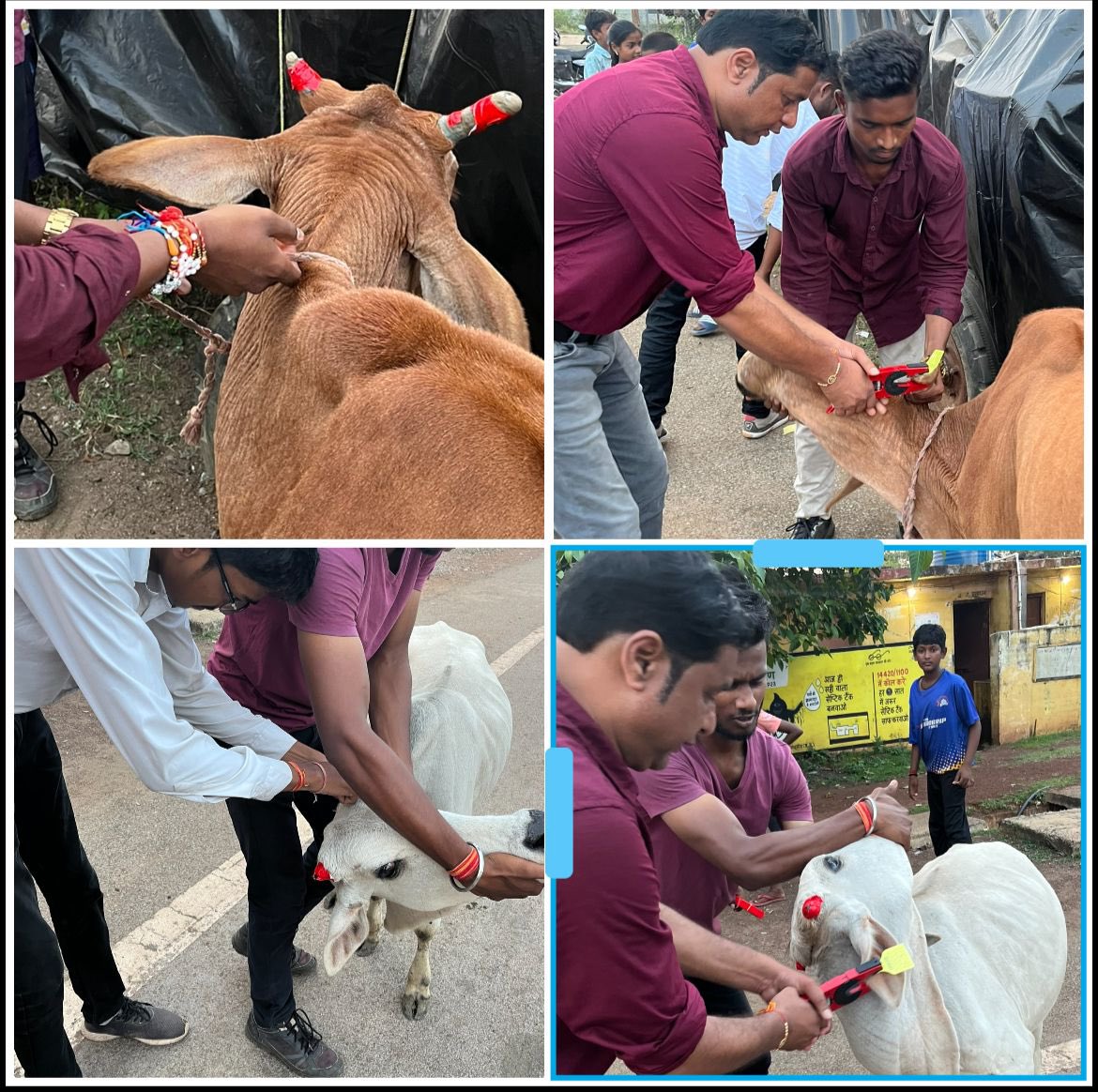 IASTripathiCG's tweet image. राजनांदगांव  शहर के व्यस्ततम  मार्ग  मे धुमंतु  पशुओ  का  टैगिंग  एवं  रेडियम टेप हार्न  टेपिंग @ChhattisgarhCMO @RChoubeyCG @VibhagCg @RajnandgaonDist #AnimalWelfare #RoadSafety #MissionMode