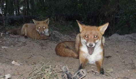 ‼️CDD #ecologie pre/post M2, 4-6 mois, asap‼️
Sur les mésoprédateurs (ex renards roux) du Plateau de Saclay:
1⃣ suivi par pièges photo pour densités🦊🦊
2⃣ état de l’art sur les possibilités d’effarouchement d’oiseaux consommateurs des cultures par drone🐦🐦
👉MP <a href="/bonnaud_e/">EBonnaud</a>
🙏 RT