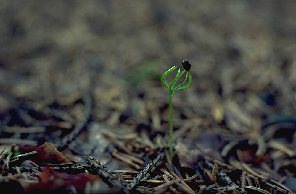 EUFORGEN's tweet photo. ☀️🌡️ Why is active #forestmanagement important to help the most vulnerable tree populations from the impact of #climatechange & rising temperatures?
💻Find out the #EUFORGEN answer here & explore other educational articles on our website! 👇https://t.co/KpNZz23o5W https://t.co/PWuSDUnhNS
