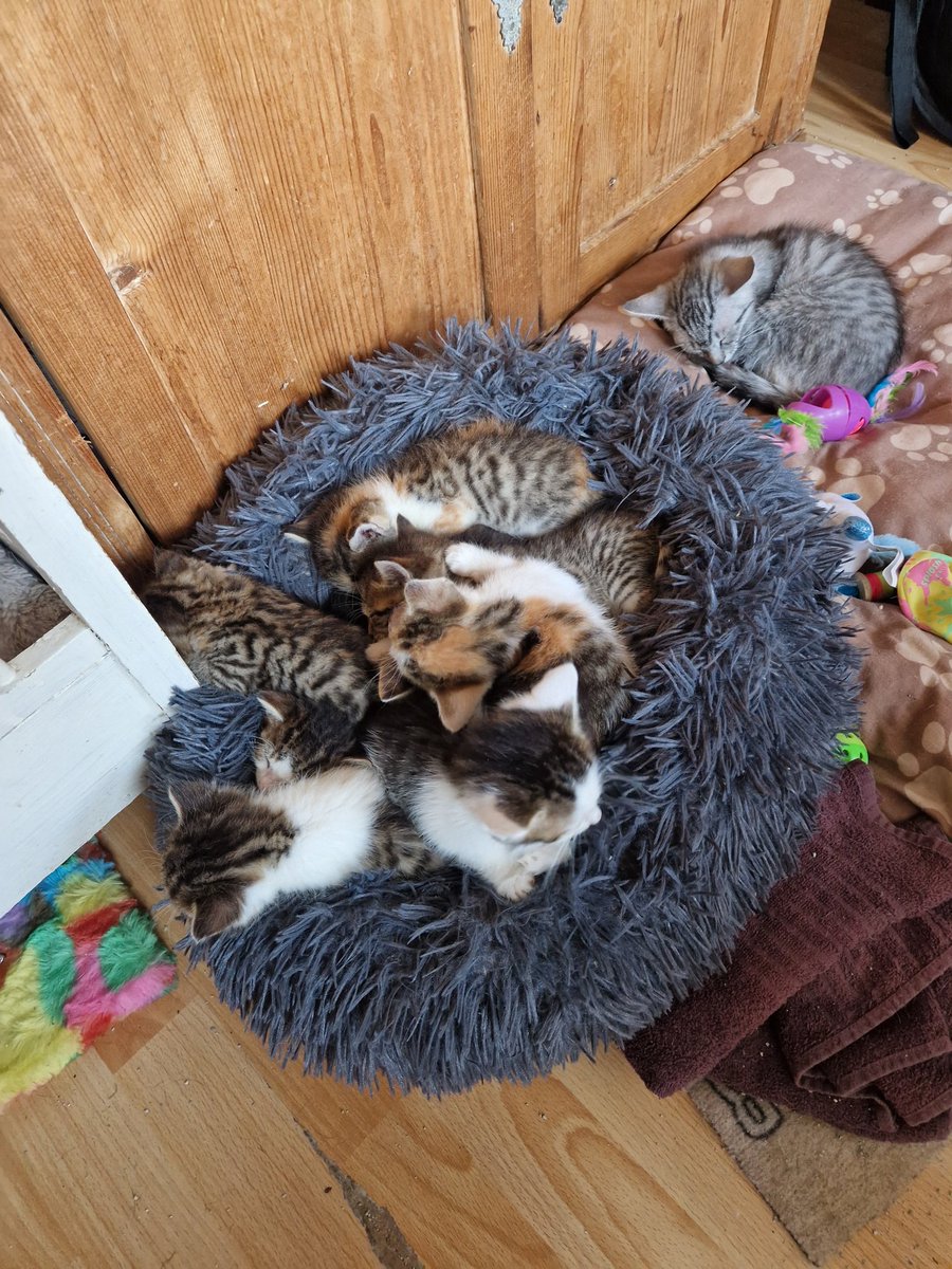 doomfk84's tweet photo. Für alle die einen miesen Tag haben #plüschalarm #CatsOfTwitter https://t.co/0dypF9LCOP