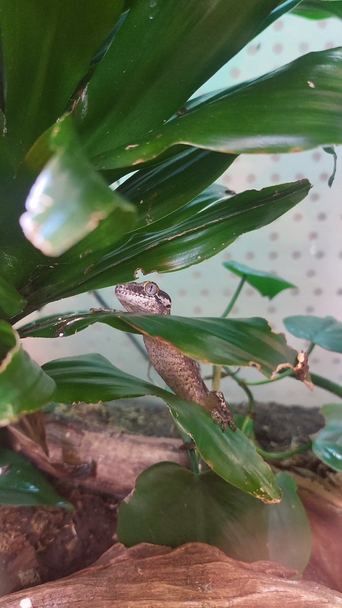 Some of our selection of New Caledonian Geckos! Here we have our breeding groups of Crested and Gargoyle geckos and some of their babies!

For more information please contact one of our store team on 01604 753823 ext 2📲
5-Star Animal license no: AWL0025